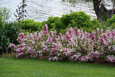 Czechmark Trilogy® (Weigela)