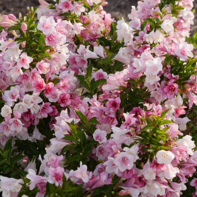 Czechmark Trilogy® (Weigela)