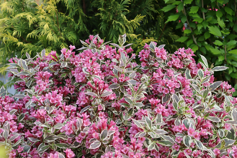 My Monet® Purple Effect (Weigela)