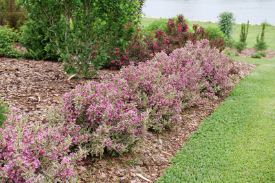 My Monet® Purple Effect (Weigela)