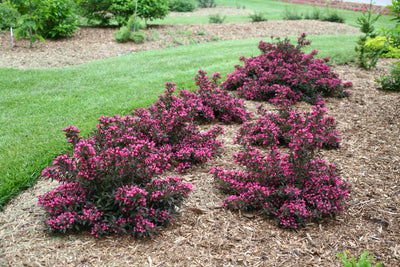 Spilled Wine® (Weigela)