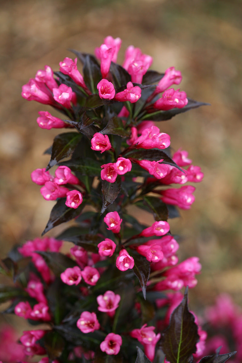 Spilled Wine® (Weigela)