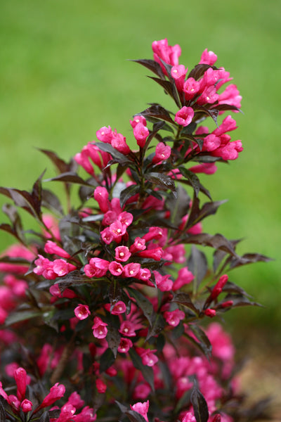 Spilled Wine® (Weigela)