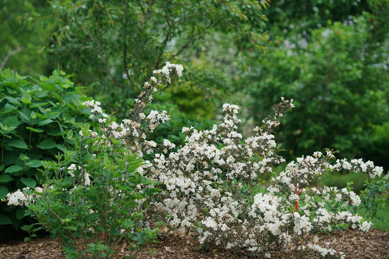 Wine & Spirits™ Reblooming (Weigela) - Proven Winners® 2024 Flowering Shrub of the Year