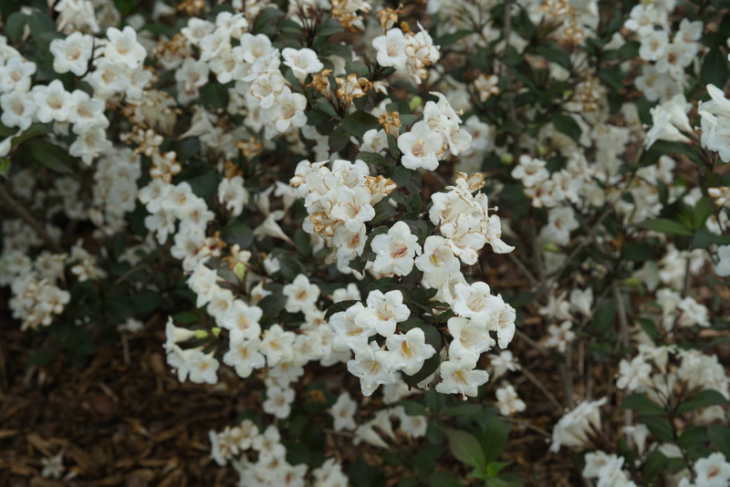 Wine & Spirits™ Reblooming (Weigela) - Proven Winners® 2024 Flowering Shrub of the Year