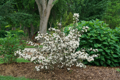 Wine & Spirits™ Reblooming (Weigela) - Proven Winners® 2024 Flowering Shrub of the Year