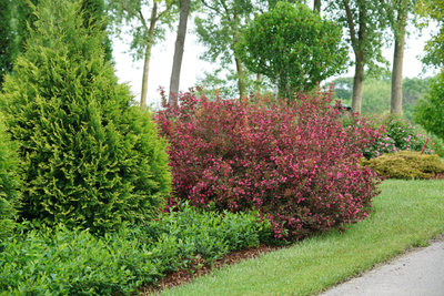 Wine & Roses® Reblooming (Weigela)