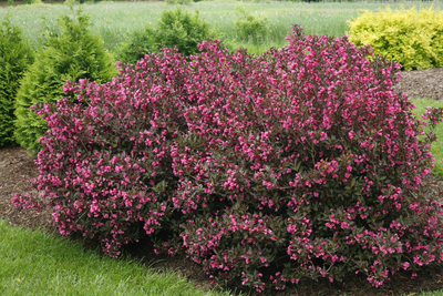 Wine & Roses® Reblooming (Weigela)