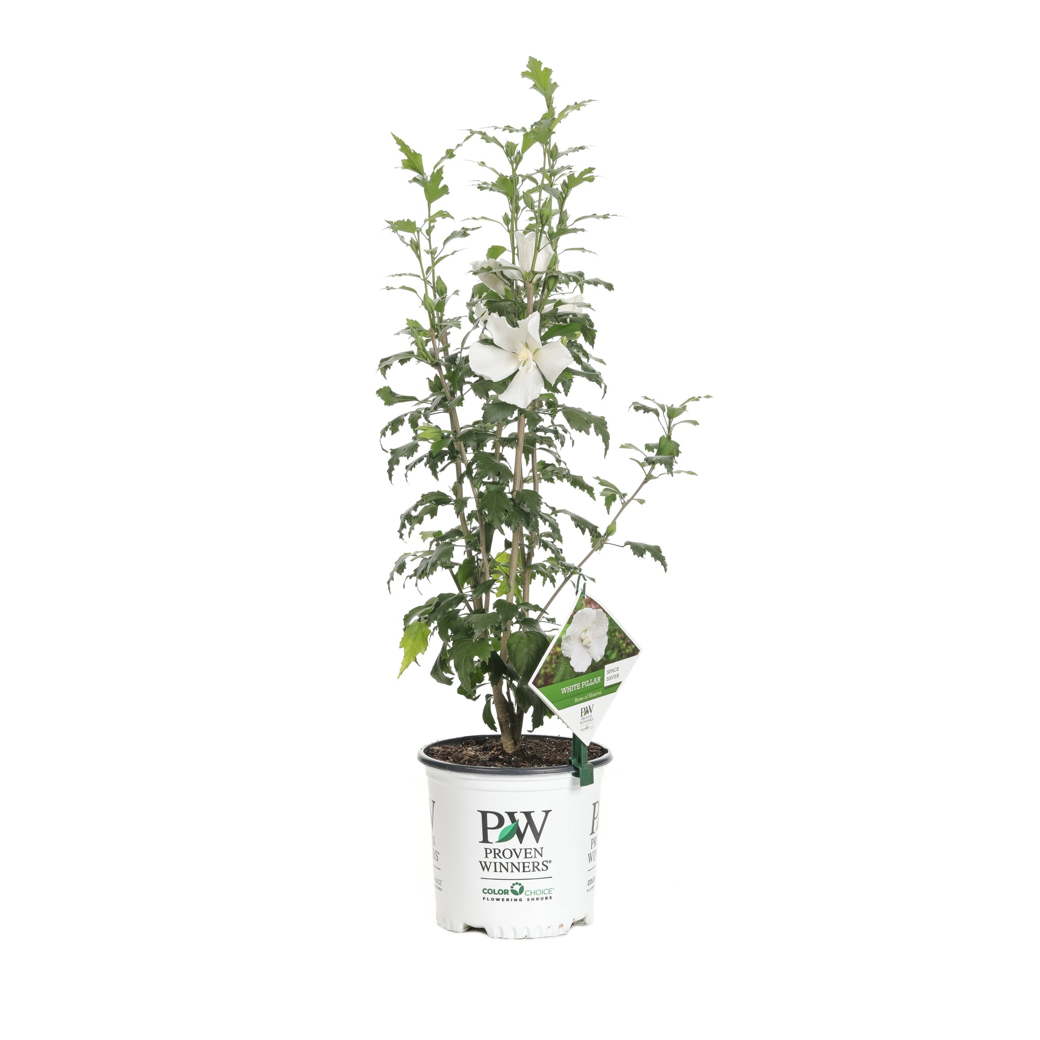 SHRUBS – Page 5 – Proven Winners Direct™
