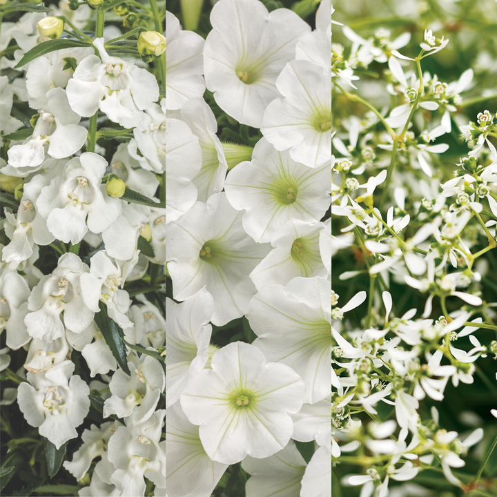 Wonderfully White