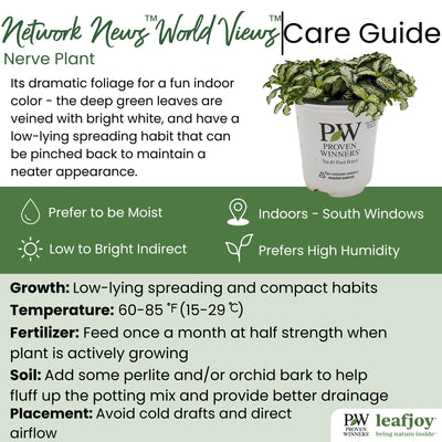 leafjoy littles™ Network News™ World Views™ Nerve Plant (Fittonia albivenis) - New Proven Winners® Product 2024