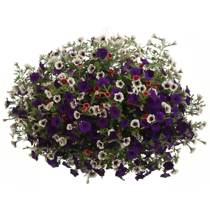 A hanging basket of flowers featuring a combination of purple, white, and red petals, with green foliage.
