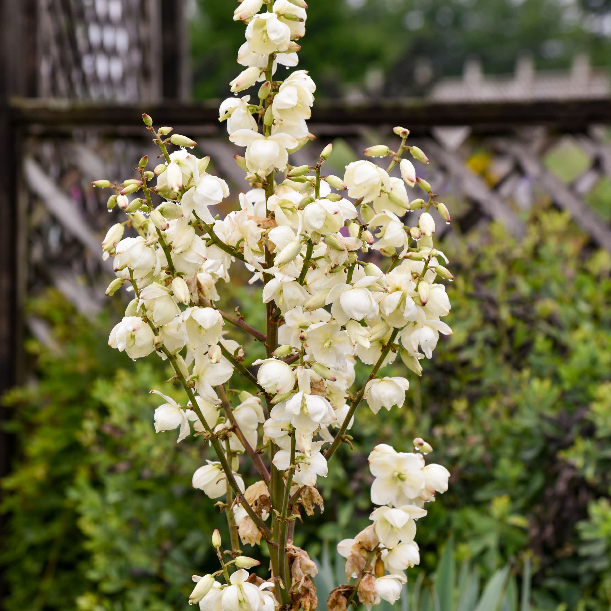 Adam's Needle | Dragon Slayer | Proven Winners® Perennials