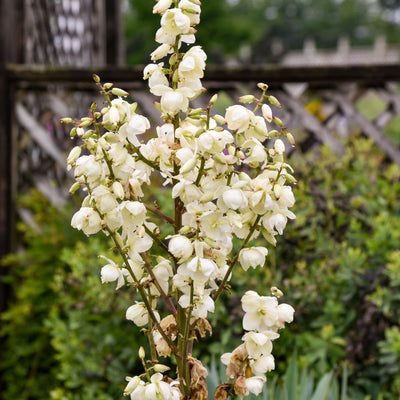 'Dragon Slayer' Adam's Needle (Yucca) | Proven Winners® New Variety 2026