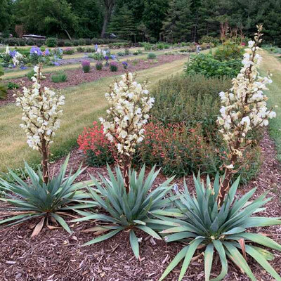 'Dragon Slayer' Adam's Needle (Yucca) | Proven Winners® New Variety 2025