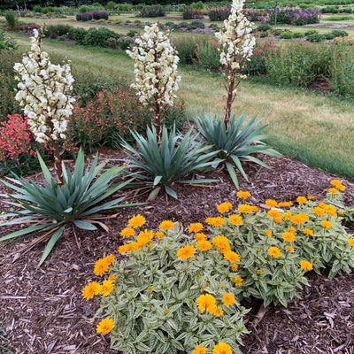 'Dragon Slayer' Adam's Needle (Yucca) | Proven Winners® New Variety 2026