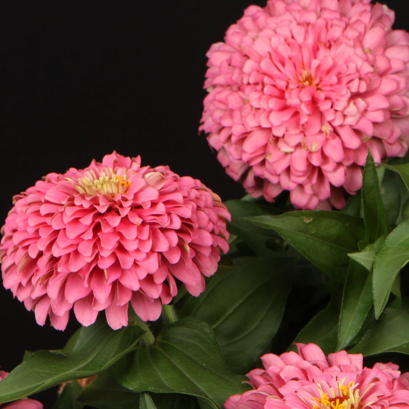 Proven Selections Sweet Tooth Cotton Candy Zinnia up close.