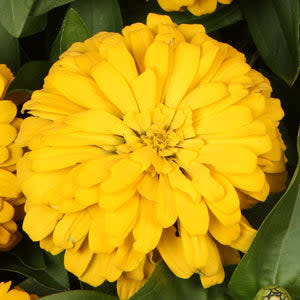 Proven Selections Sweet Tooth Lemonhead Zinnia up close.