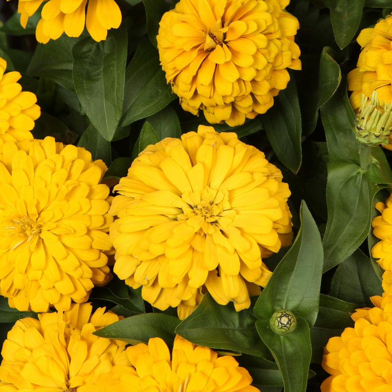 Proven Selections Sweet Tooth Lemonhead Zinnia up close.