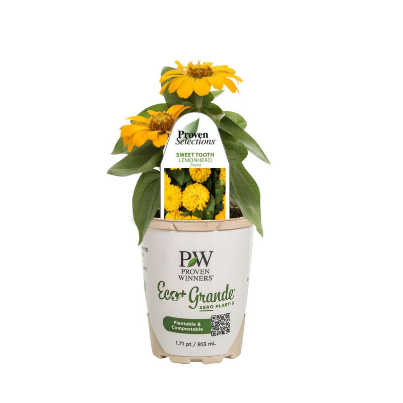 Proven Selections® Sweet Tooth Lemonhead Zinnia (Zinnia hybrid)