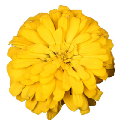 Proven Selections® Sweet Tooth Lemonhead Zinnia (Zinnia hybrid)