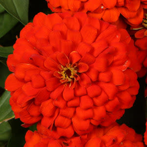 Proven Selections Sweet Tooth Licorice Zinnia up close.