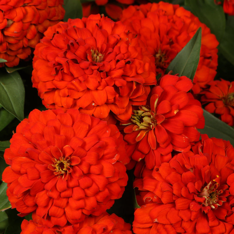 Proven Selections Sweet Tooth Licorice Zinnia up close.