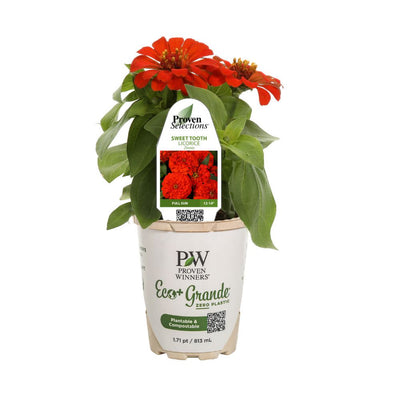 Proven Selections® Sweet Tooth Licorice Zinnia (Zinnia hybrid)