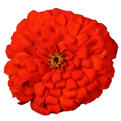 Proven Selections® Sweet Tooth Licorice Zinnia (Zinnia hybrid)