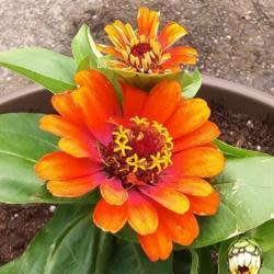 Proven Selections Sweet Tooth Candy Corn Sweet Tooth Candy Corn Zinnia up close.