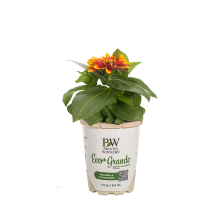 Proven Selections® Sweet Tooth Candy Corn Zinnia (Zinnia hybrid)