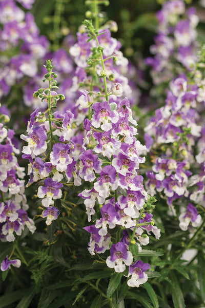 Annual Plants|Angelonia - Angelface Wedgwood Blue Summer Snapdragon  2