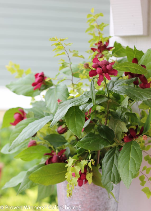 Aphrodite Sweetshrub (Calycanthus hybrid)