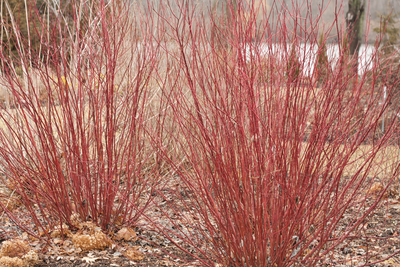 Arctic Fire® Red Red-Osier Dogwood (Cornus)