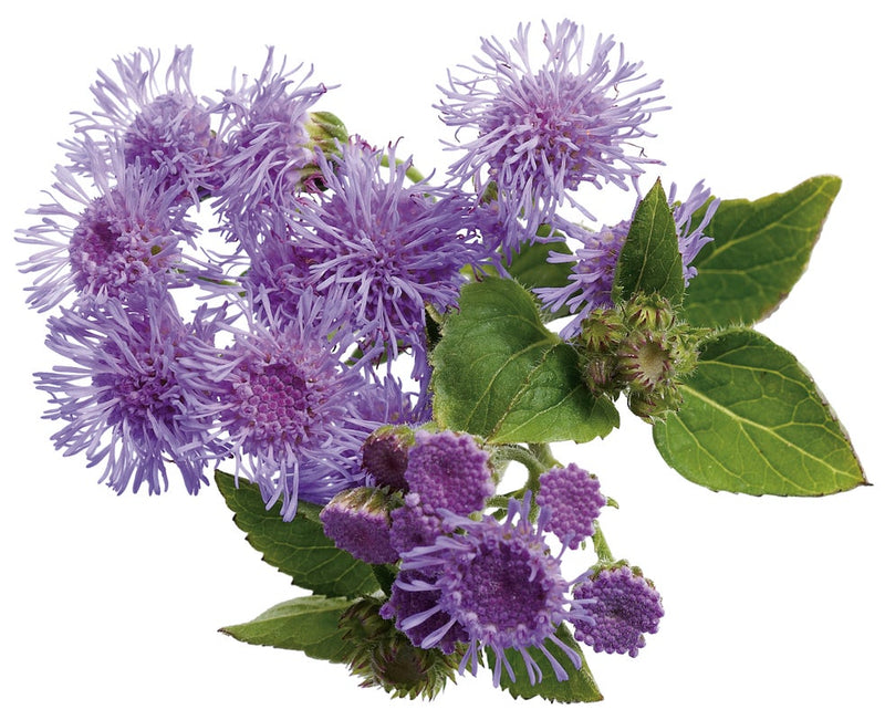 Artist® Blue Flossflower (Ageratum hybrid)