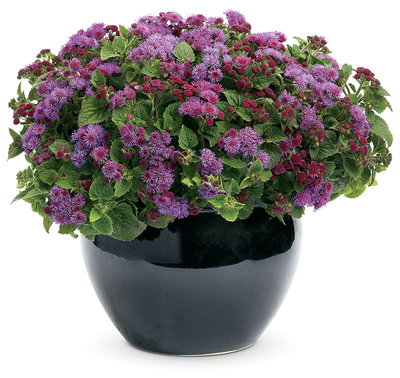 Artist® Blue Flossflower (Ageratum hybrid)