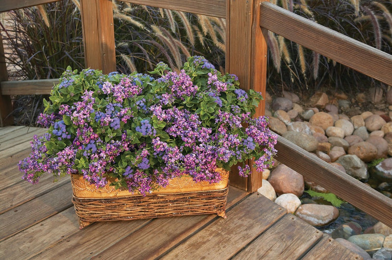 Artist® Blue Flossflower (Ageratum hybrid)