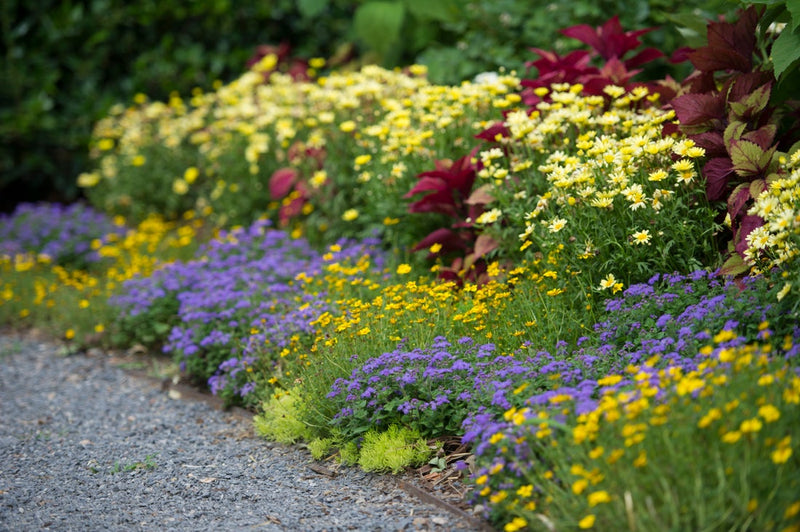 Artist® Blue Flossflower (Ageratum hybrid)