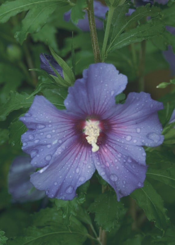 Azurri Blue Satin® Rose of Sharon (Hibiscus)