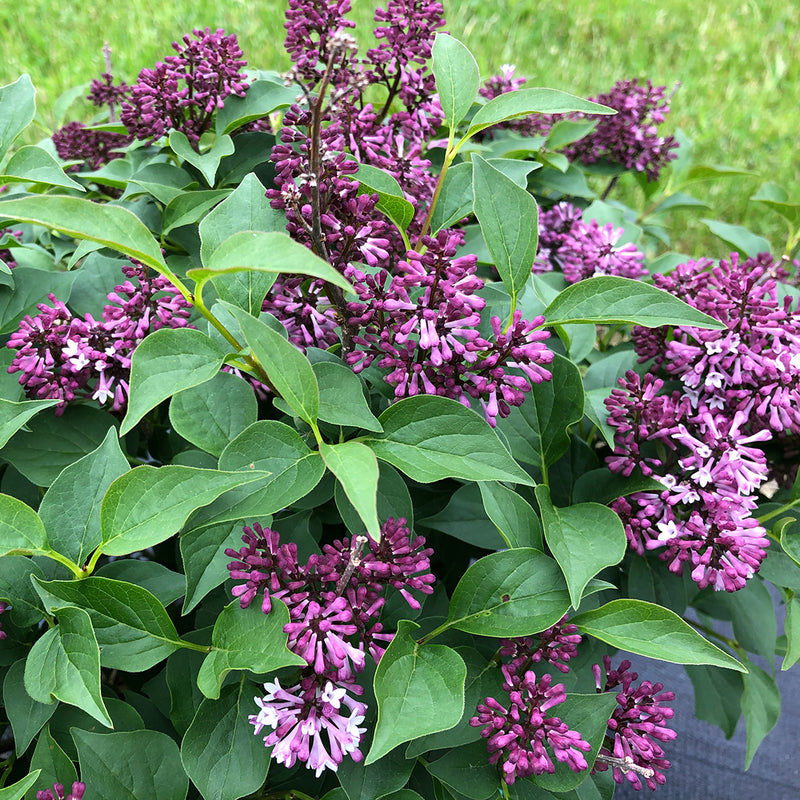 Baby Kim™ Lilac (Syringa hybrid)