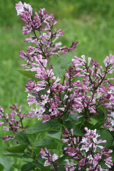 Baby Kim™ Lilac (Syringa hybrid)