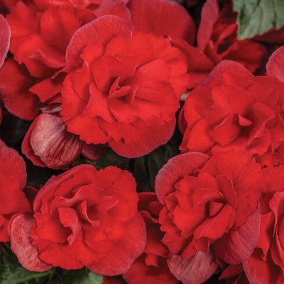 Solenia® Scarlet (Begonia) - New Proven Winners® Variety 2024