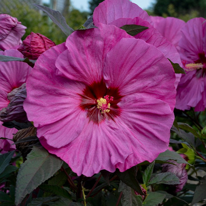 Proven Winners® Perennial Plants|Hibiscus Hybrid - Summerific® 'Berry ...