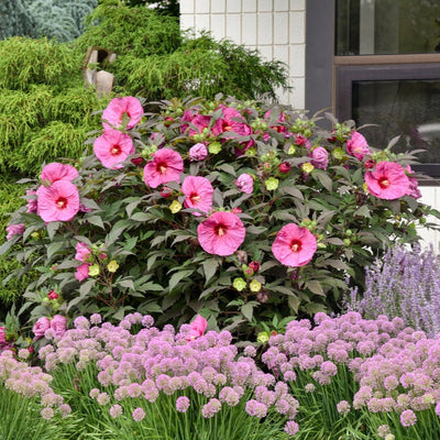 Summerific® 'Berry Awesome' Rose Mallow (Hibiscus hybrid) - New to Proven Winners Direct™
