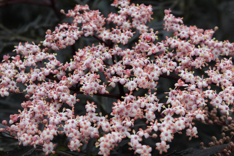 Black Lace® Elderberry (Sambucus)