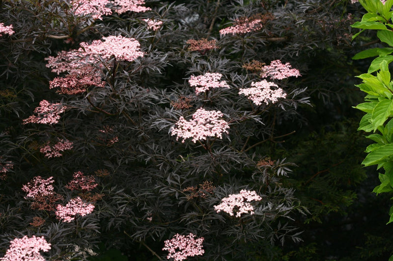 Black Lace® Elderberry (Sambucus)