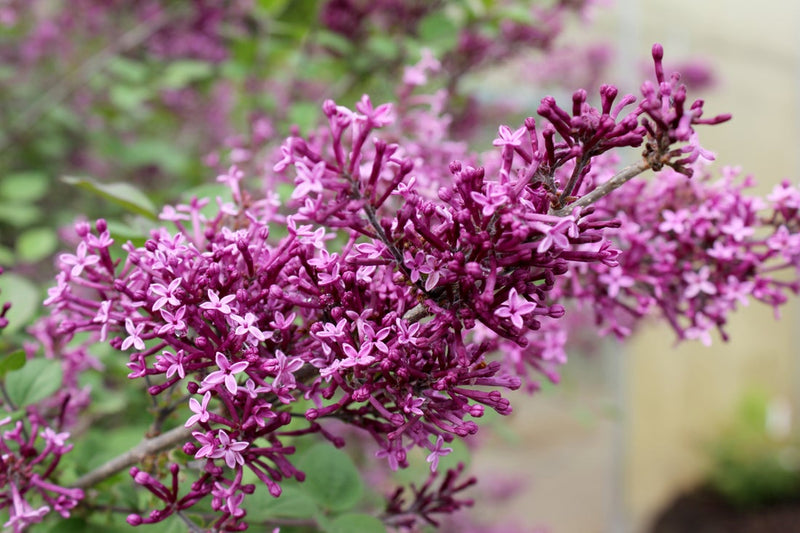 Bloomerang® Dark Purple Reblooming Lilac (Syringa hybrid)