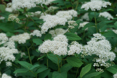 Double Play® Blue Kazoo® Spirea (Spiraea)