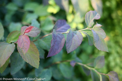 Double Play® Blue Kazoo® Spirea (Spiraea)