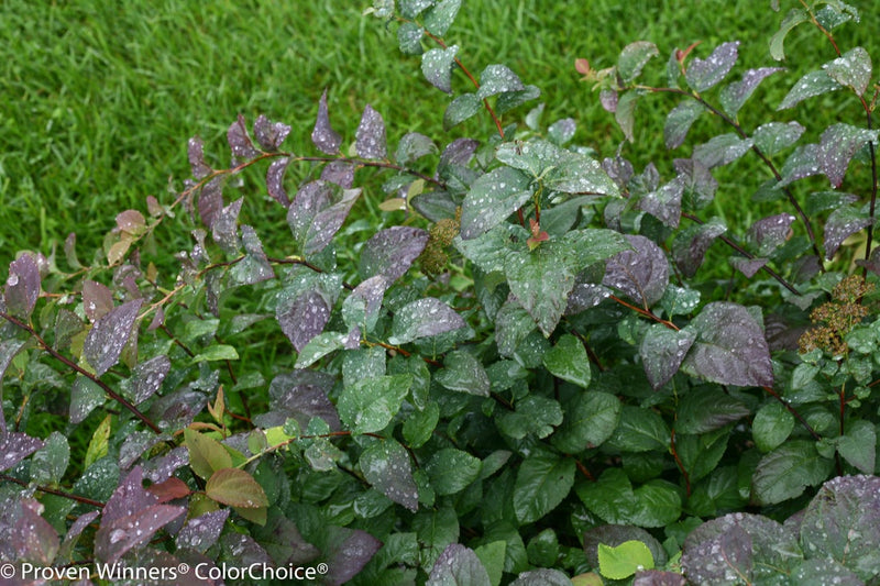 Double Play® Blue Kazoo® Spirea (Spiraea)